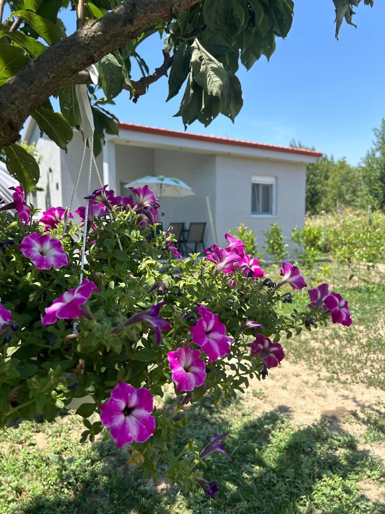 Apartament Ktima Mimoza Sykia Zewnętrze zdjęcie